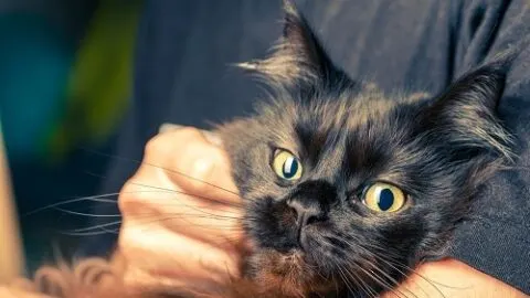 Why Does My Cat Burrow Into Me &ndash; Affection And Meaning