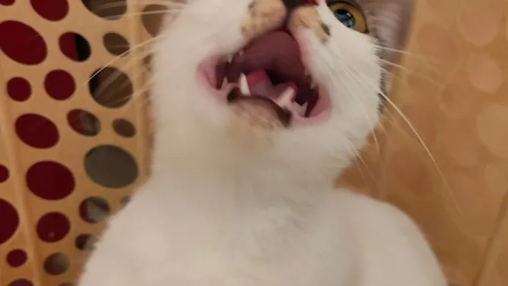 Why Does My Cat Do Silent Meows &ndash; The Real Reason