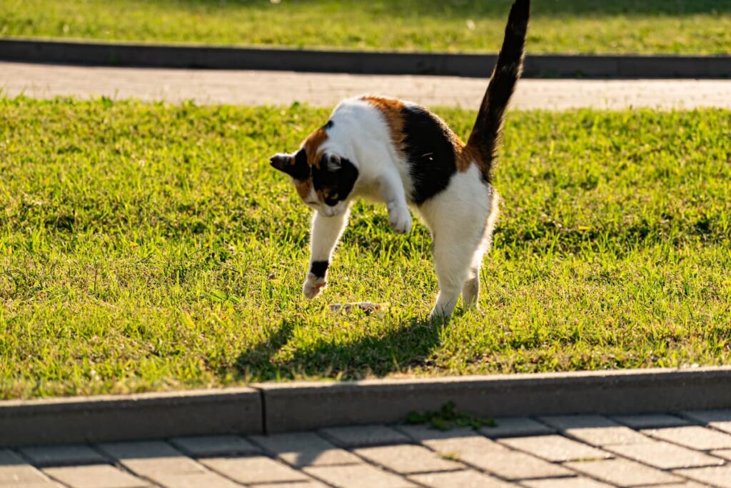 Why Does My Cat Do Somersaults – The Odd Reason! – FAQcats.com