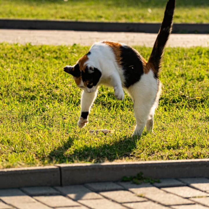 why-does-my-cat-do-somersaults-the-odd-purpose-best-cat-breeds