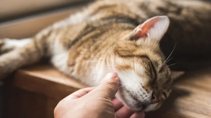 Why Does My Cat Drool When I Pet Him &ndash; Signs & What To Do