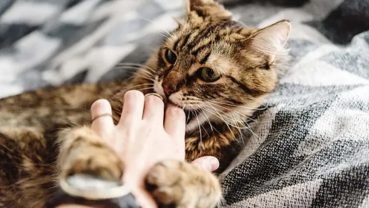 Why Does My Cat Grab My Hand And Bite Me &ndash; 6 Reasons