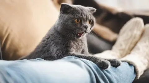 Why Does My Cat Guard Me &ndash; Signs Of Protection