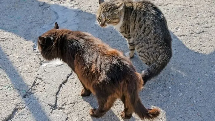 Why Does My Cat Hate Other Cats &ndash; 5 Key Reasons