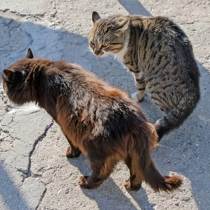 Why Does My Cat Hate Other Cats 5 Key Reasons