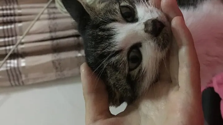 Why Does My Cat Have Black Stuff Around His Mouth