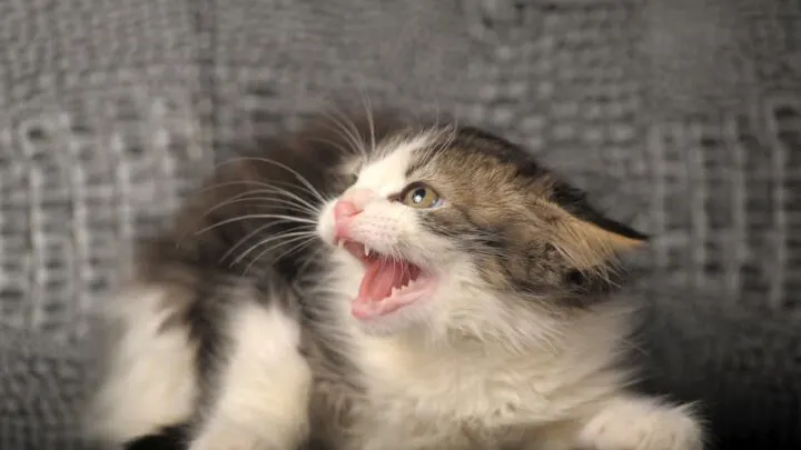 Why Does My Cat Hiss At Everyone But Me &ndash; 5 Things To Know!