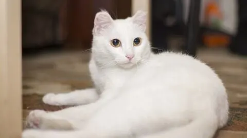 Why Does My Cat Hit Me With His Tail &ndash; Affection Or Play?