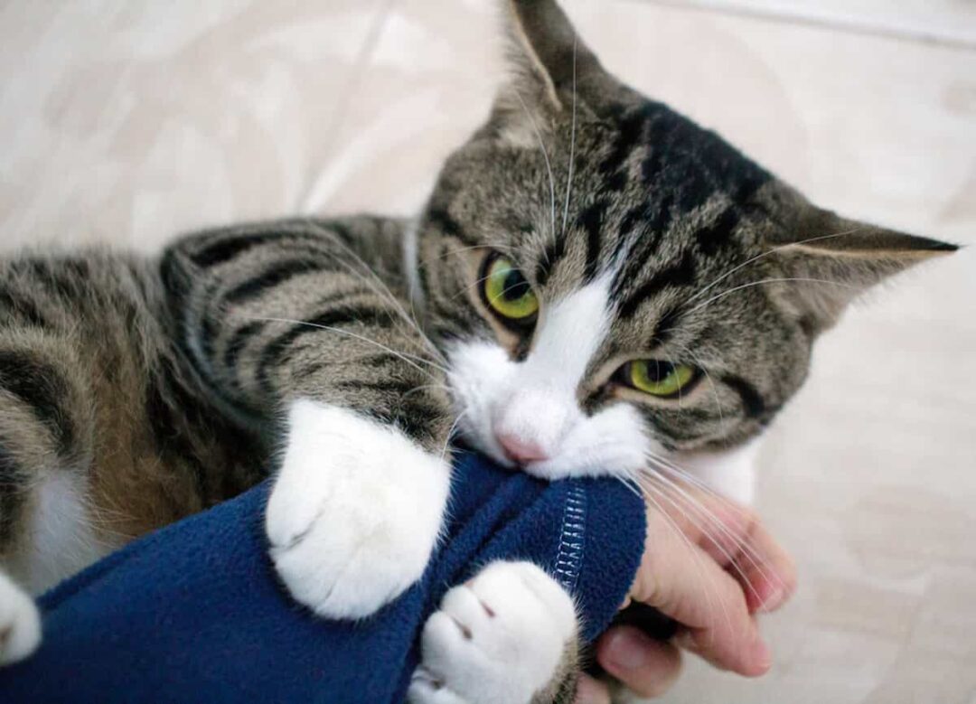 Why Does My Cat Hug My Arm And Bite Me