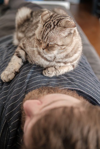 Why Does My Cat Lay On My Chest What It Means Faqcats Com