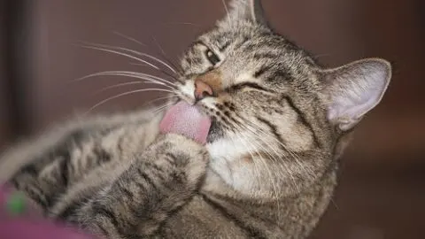 Why Does My Cat Lick Everything &ndash; What It Really Means