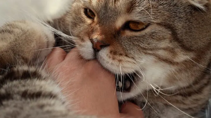 Why Does My Cat Lick Me Then Bite Me – 10 Reasons!