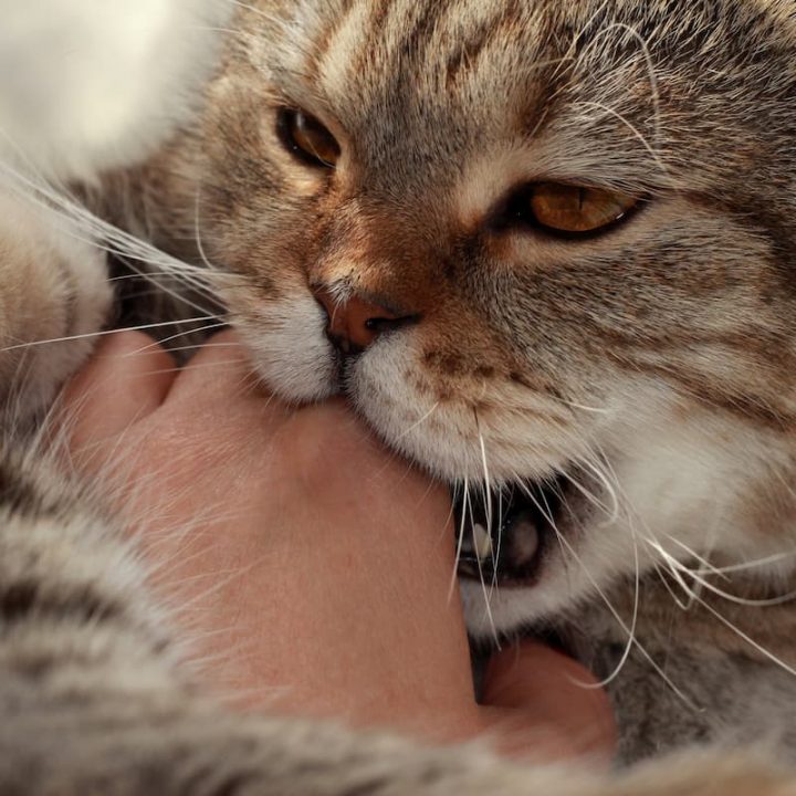 Why Does My Cat Lick Me While Kneading