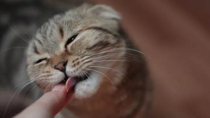Why Does My Cat Lick Me When I Pet Him &ndash; Reasons & Meaning
