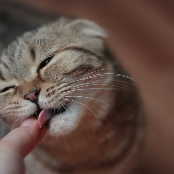 Why Does My Cat Lick Me After I Pet Him Causes & Which means Best