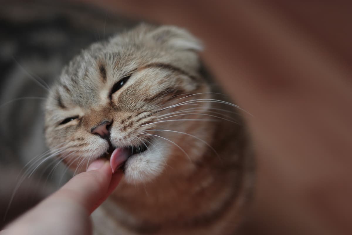 5-reasons-why-cats-lick-their-owners-pethelpful