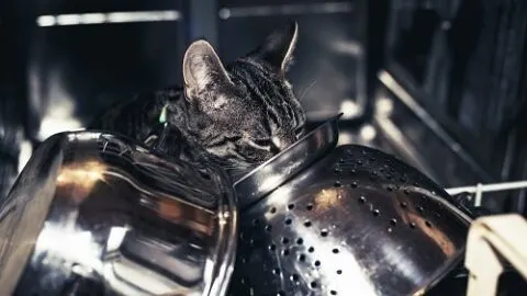 Why Does My Cat Lick Metal &ndash; Pica & Other Factors