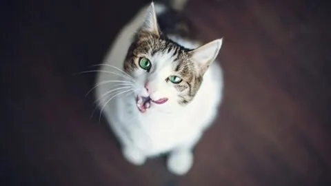 Why Does My Cat Lick My Eye &ndash; Is It Normal Behavior?