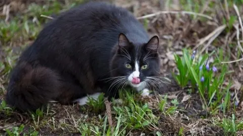 Why Does My Cat Lick My Neck &ndash; What It Means