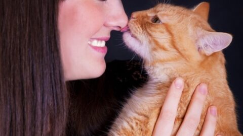 Why Does My Cat Lick My Nose – The Real Meaning!