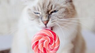 Why Does My Cat Like Sweets – 5 Interesting Reasons!