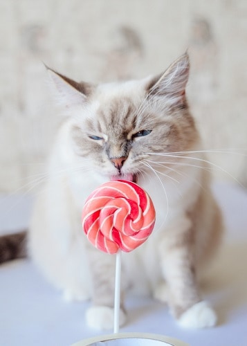 do cats eat sugar