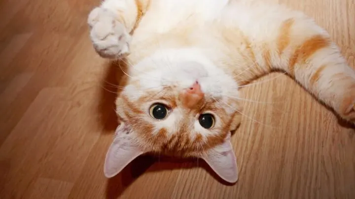Why Does My Cat Look At Me Upside Down &ndash; 10 Unique Reasons