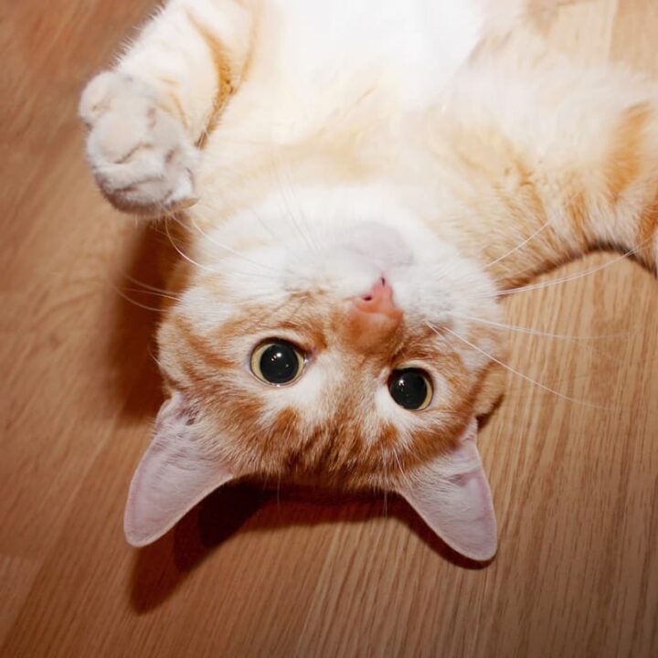 Why Does My Cat Look At Me Upside Down 10 Unique Reasons