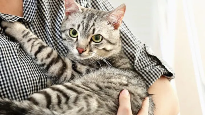 Why Does My Cat Meow When I Pick Her Up &ndash; 6 Unique Reasons!