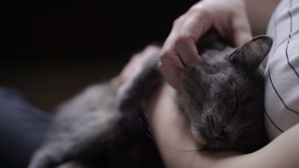 Why Does My Cat Only Cuddle At Night 10 Unique Reasons