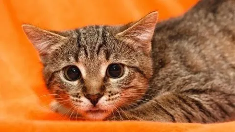 Why Does My Cat Run From Me – What It Means!