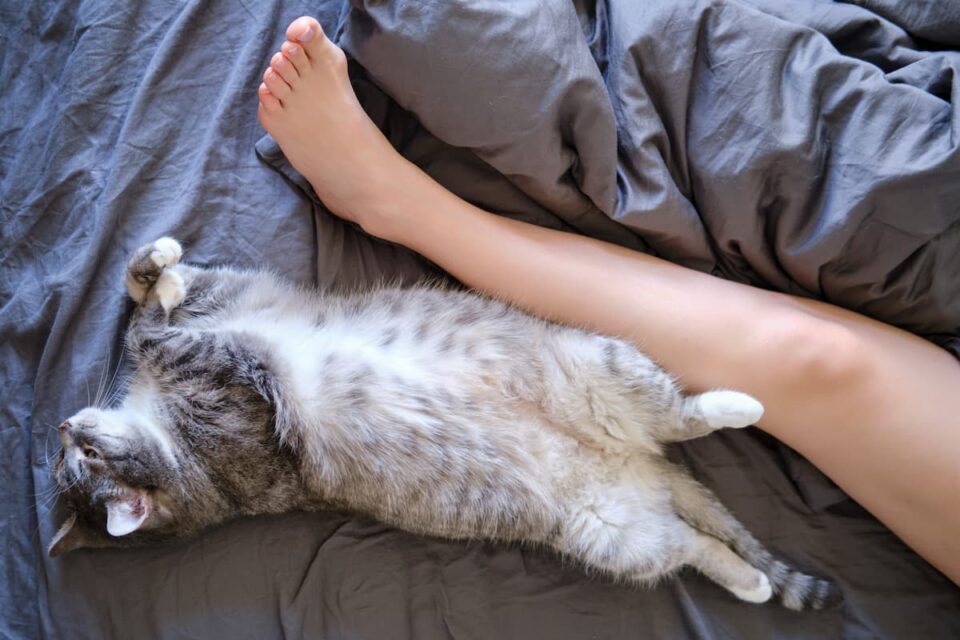 Why Does My Cat Sleep Between My Legs 11 Reasons!