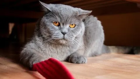 Why Does My Cat Sleep Under My Bed &ndash; 8  Reasons!