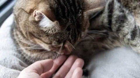 Why Does My Cat Sniff Me &ndash; What It Really Means!