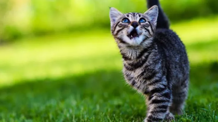 Why Does My Cat Walk Around Meowing &ndash; 14 Unique Reasons