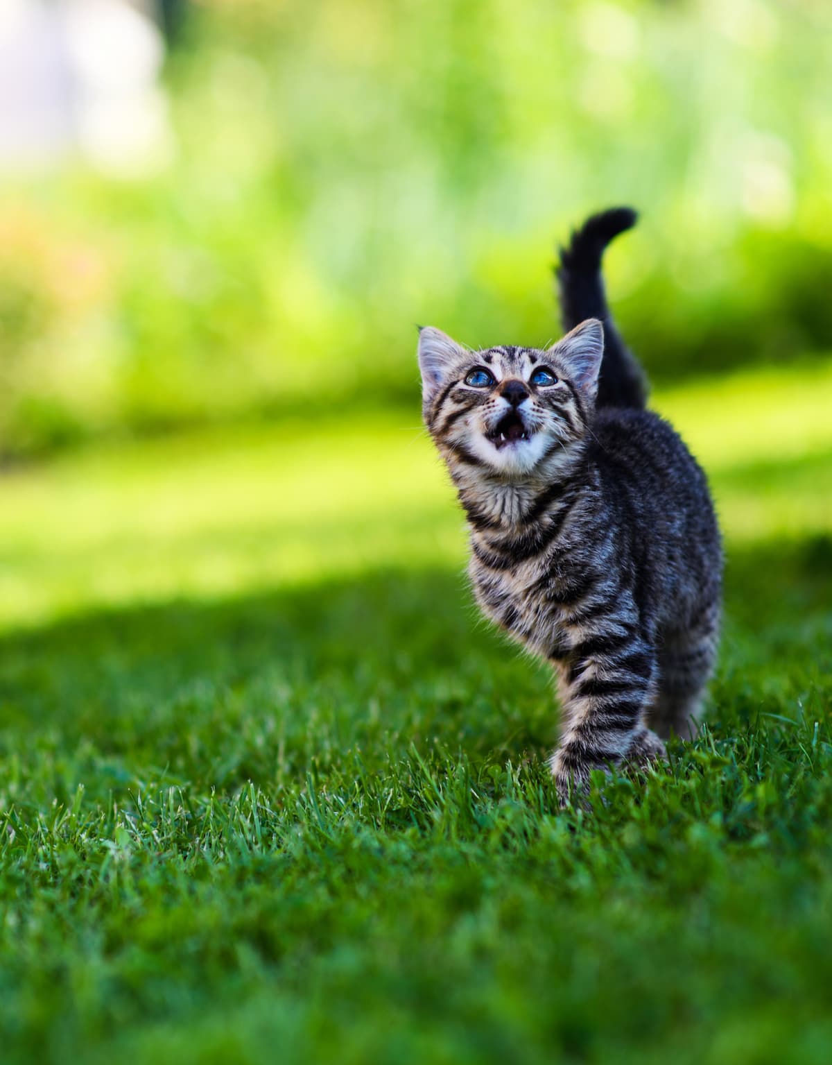 kitten wandering around meowing