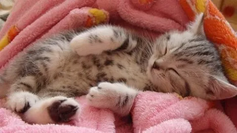 Why Does My Kitten Fart So Much &ndash; The Interesting Reason