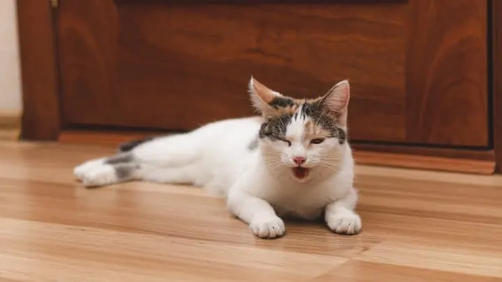 Why Does My Kitten&rsquo;s Breath Smell Like Poop &ndash; 6 Reasons!