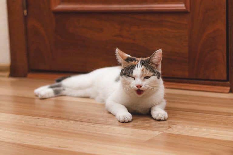Why Does My Kitten’s Breath Smell Like Poop – 6 Reasons! – FAQcats.com