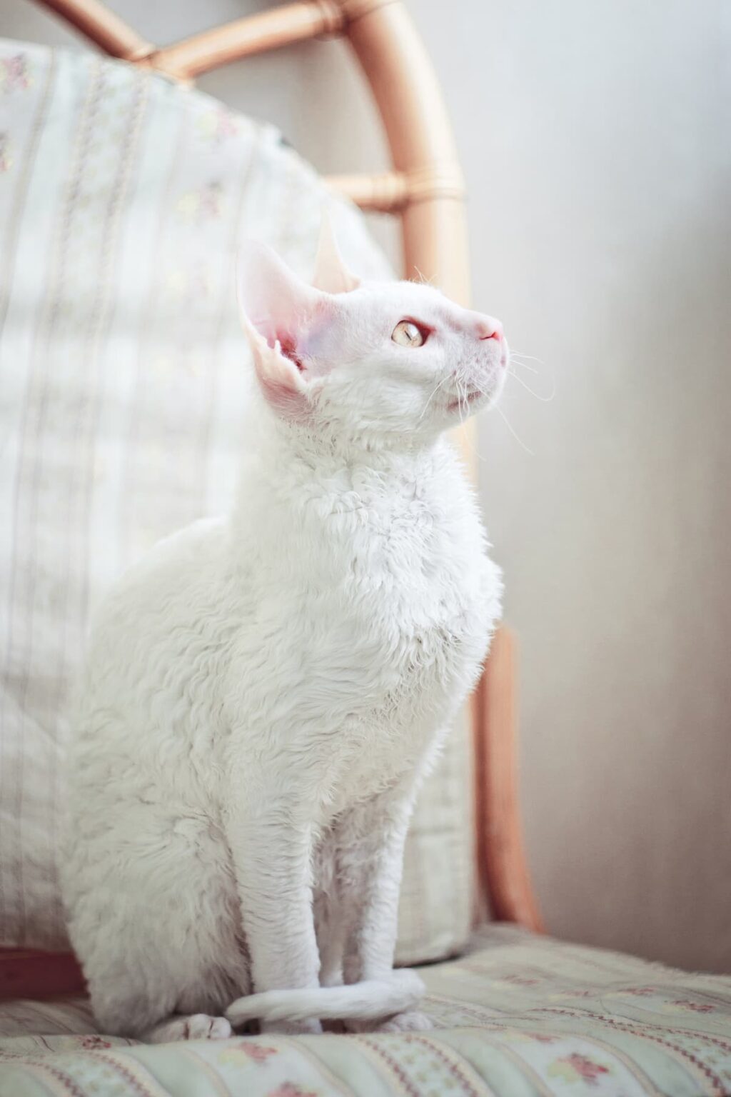 Why Does My White Cat Look Pink Pigment Concerns & More