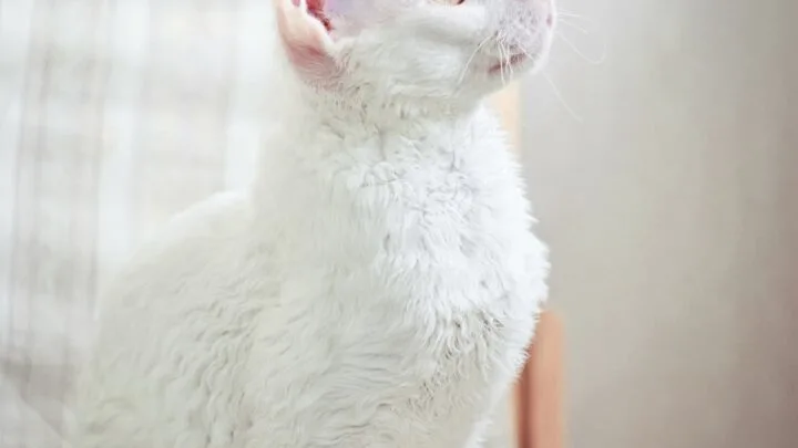 Why Does My White Cat Look Pink -Pigment Concerns & More