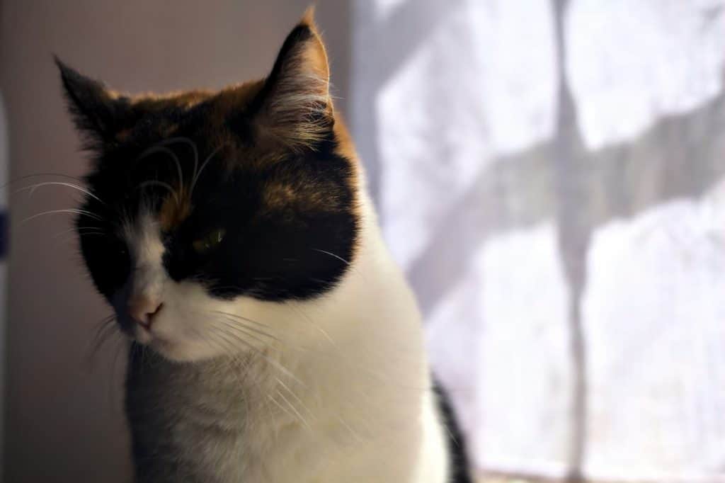 Why Doesn’t My Cat Like Me Anymore 9 Reasons To Know!