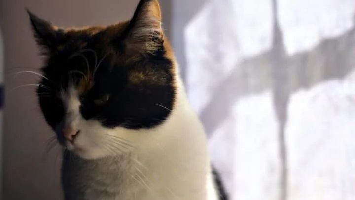 Why Doesn&rsquo;t My Cat Like Me Anymore &ndash; 9 Reasons To Know!