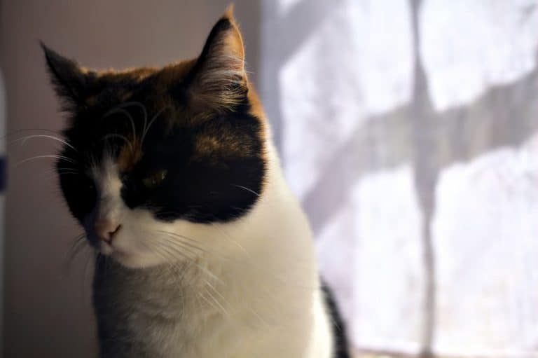 Why Doesn’t My Cat Like Me Anymore 9 Reasons To Know!