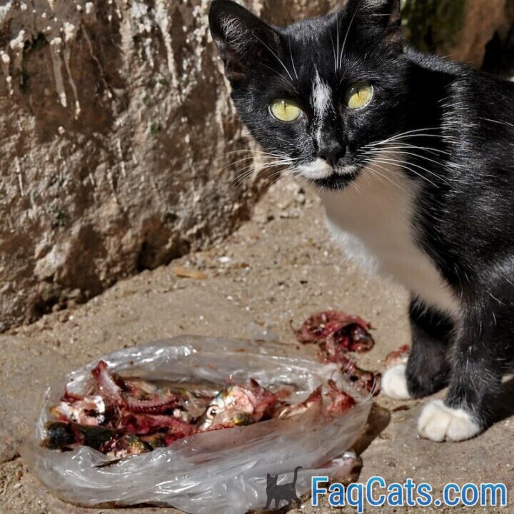 Why Don’t Cats Eat Gallbladder Is It Normal Behavior?