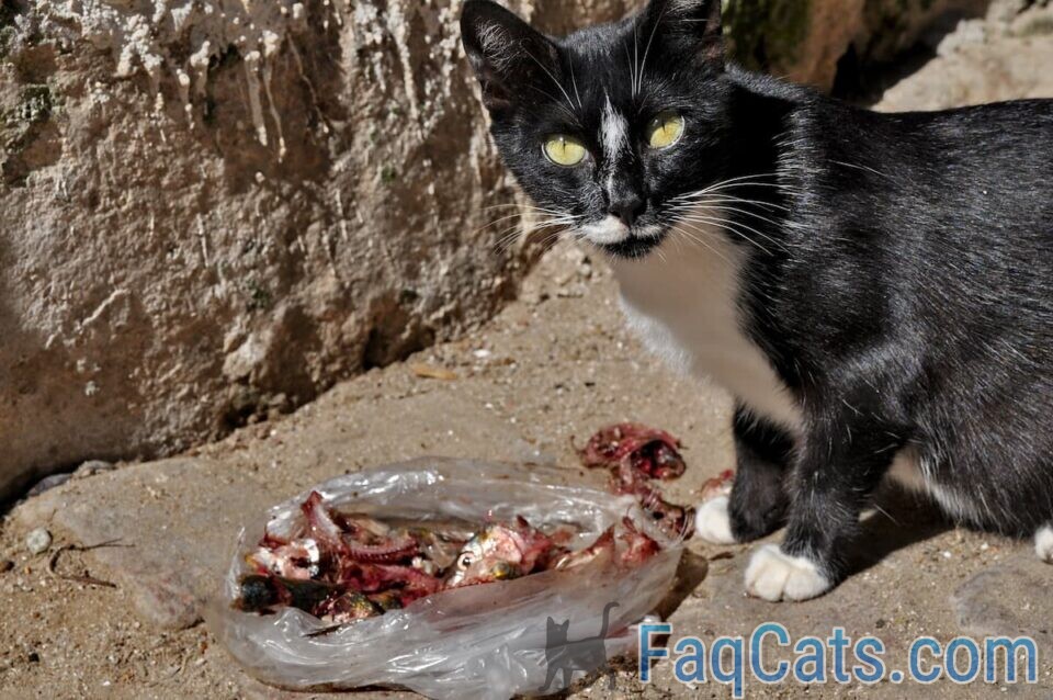 Why Don’t Cats Eat Gallbladder Is It Normal Behavior?