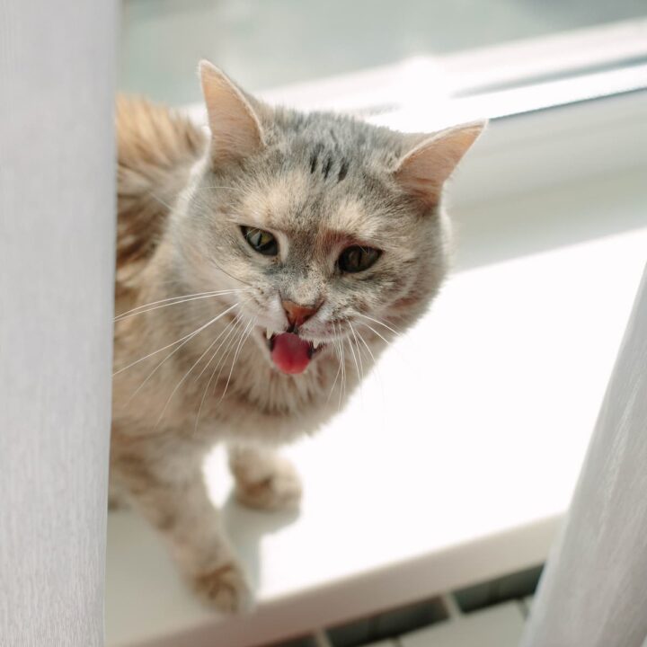 Why Is A Cat Meowing At My Door 5 Reasons & Considerations