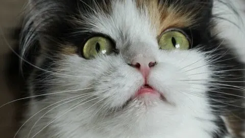 Why Is My Cat Drooling Excessively Suddenly &ndash; 7 Reasons