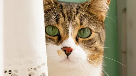 Why Is My Cat Hiding And Not Eating &ndash; 6 Common Reasons