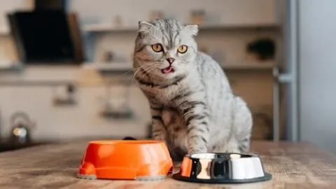 Why Is My Cat Not Eating Wet Food – Concern Or Normal?